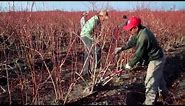 How to Prune Blueberry Bushes - Expert Blueberry Famers Advice