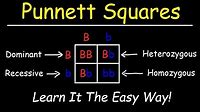 Punnett Squares - Basic Introduction