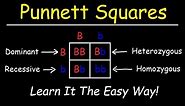 Punnett Squares - Basic Introduction
