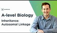 Inheritance: Autosomal Linkage | A-level Biology | OCR, AQA, Edexcel
