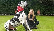 THE GREAT DANE - THE TALLEST DOG IN THE WORLD / Animal Watch