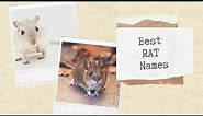 Top 36 Rat Names | The Ultimate Rat Name Ideas For Your Pet Rat