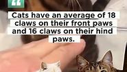 Facts About Cats - About Cat claws