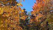 Late Fall at Anderson Japanese Gardens