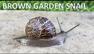 Brown Garden Snail - Cornu aspersum, Pest in our California gardens