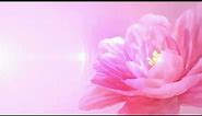 Blooming Pink Flower Free Background Videos, Motion Graphics, No Copyright | All Background Videos