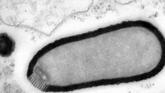 30,000-year-old giant virus 'comes back to life'