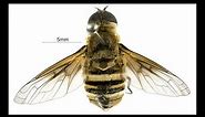 Bee Flies