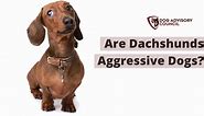 Are Dachshunds Aggressive Dogs? What Can You Do? | Dog Advisory Council