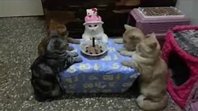 Happy Birthday 🐱 🎉 #cute #cat #birthday | Kawaii Kat
