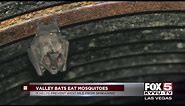Valley bats eat all bugs, including mosquitoes