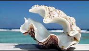 Phylum Mollusca Part 3: Class Bivalvia (Clams, Oysters, Mussels, etc.)