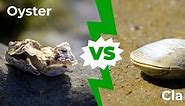 Oyster vs Clam: 7 Main Differences Explained