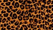 Pin by Morgan Durandt on Villioti | Cheetah print wallpaper, Animal print background, Animal print wallpaper
