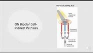 Neurobiology Retinal Ganglion Cells: ON/OFF Bipolar Cells- Direct & Indirect Pathways