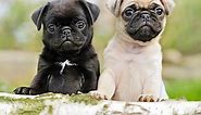 Pug for Sale - Latest Pet Ads - Buy, Sell, Adopt