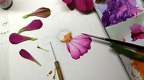 Illustrating a Zinnia for the New England Society of Botanical Artists