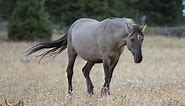 What Is A Grulla Horse And What Do They Look Like? - AHF