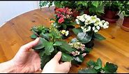 How to Prune / Deadhead Kalanchoe blossfeldiana Succulent Plants
