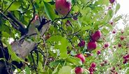 A beautiful Apple Orchard 🍎🍎🍎( Barthel Fruit Farm,USA ) #barthelfruitfarm #naturelover #apple #picking #orchard #usa #foryou #facebook #reels #linkedin #instadaily #business #motivation #photooftheday #likes #video #f #live #followers #spotify #news #marketingdigital #followme #smile #meme #lifestyle #travel #beauty #l #life #share #facebooklive #iphonephotography #naturephotography #naturelovers #BD #bdcommunity #Illinois #chicagophotographer | It’s Amirah’s Diary