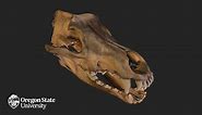 Wolf Skull - FW2415 - Download Free 3D model by Oregon State University | Ecampus