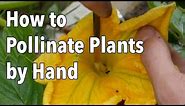 Hand Pollination: How to Pollinate Plants by Hand
