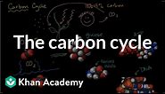 The carbon cycle | The flow of energy and matter | High school biology | Khan Academy