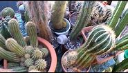 How to water Cacti & Succulent plants