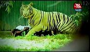 White tiger kills youth in Delhi zoo