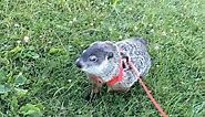 Cute Pet Groundhog - Part 1, Walk in the Park