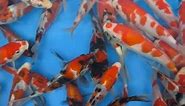 Koi Fish: The Japanese Symbol of Luck and Success