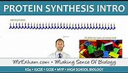 Protein Synthesis Part 1 - GCSE Biology (9-1)