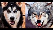 Alaskan Malamute vs Wolf