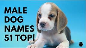🐶 Male Dog Names ♂️ 51 BEST 🐾 CUTE 🐾 UNIQUE 🐾 TOP 🐾 Ideas | Names
