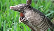 What Do Armadillos Eat? And Other Questions Answered About These Strange Critters