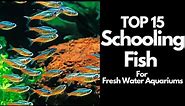 The 15 BEST Schooling Fish For Freshwater Aquariums 🐟
