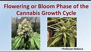 Flowering or Bloom Phase of the Cannabis Growth Cycle