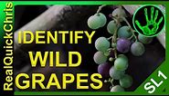 Those wild grapes could Kill you! how to identify wild edible plants and weeds to forage for food