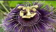 Passion Flower Benefits - Passiflora Incarnata