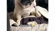 Pugs on Instagram: "LOL 😂😂 Via: @pardonthyfrench ❤️ **For all crediting issues and removals pls Email us ☺️ Note: we don't own this video/pics, all rights go to their respective owners. If owner is not provided, tagged (meaning we couldn't find who is the owner), pls Email us with subject "Credit Issues" and owner will be tagged shortly after. We have been building this community for over 6 years, but every report could get our page deleted, pls email us first.** #pugs #puglife #pugpuppies #pu