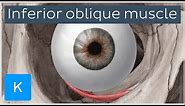 Inferior oblique muscle of the eye - Human Anatomy | Kenhub