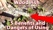 Using Wood Ash In Your Garden - Benefits And Dangers