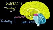 Brain: Parts & functions (Fore, mid & hind) | Control & Coordination | Biology | Khan Academy