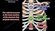 Anatomy Of The Sternum - Everything You Need To Know - Dr. Nabil Ebraheim