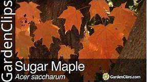 Sugar Maple - Acer saccharum