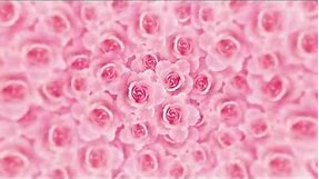 4K Romantic Pink Rose Flower Video Background || Love,Romantic,Wedding motion video Background loop
