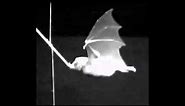 Animation Reference - Bat 01