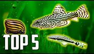 Top 5 Algae Eaters to Clean Your Aquarium