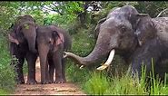This is what a sanctuary for elephants in Sri Lanka look like,Majestic Elephants of Sri Lanka