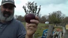 This extremely rare apple looks like something out of a fairy tale